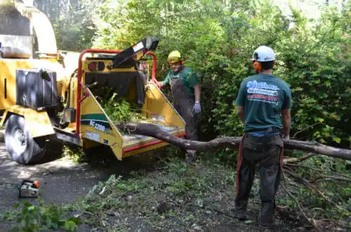 tree services Marathon